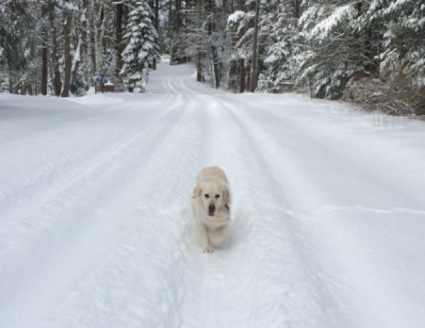 Dog running on snow