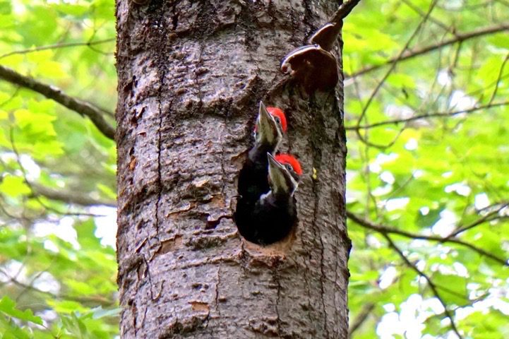 Baby woodpeckers