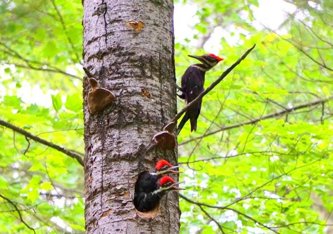 Baby woodpeckers with their mother