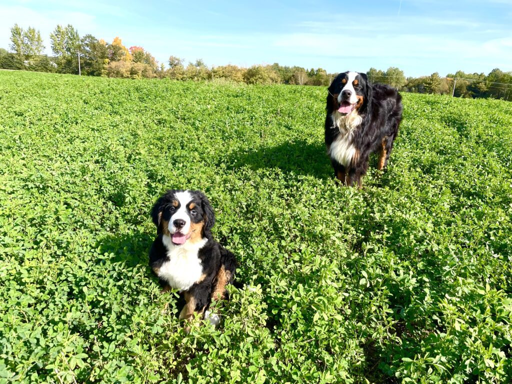 Murphy and Mizzou outside