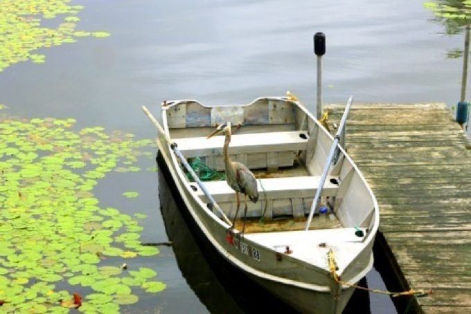 Blue heron on boat
