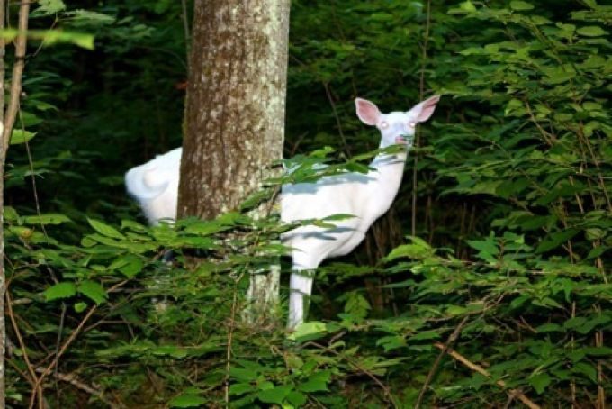 Albino doe