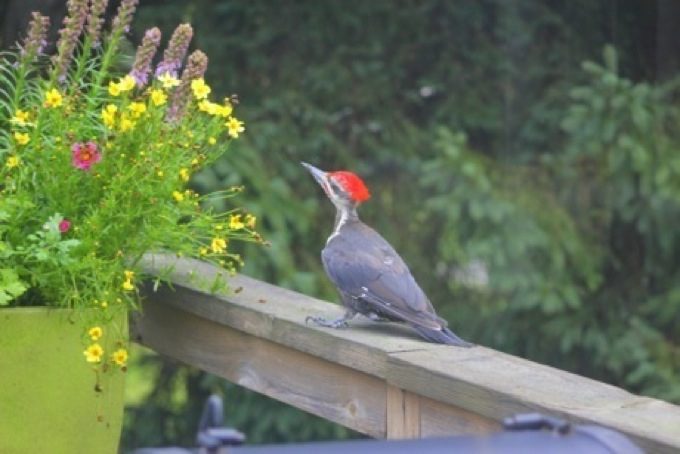 Pileated woodpecker