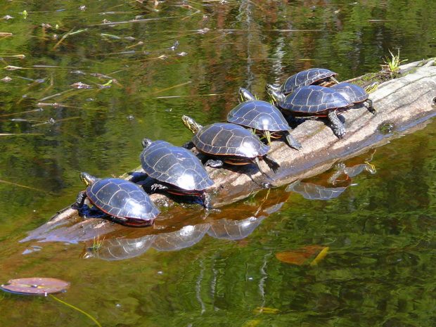 Turtles on floating log