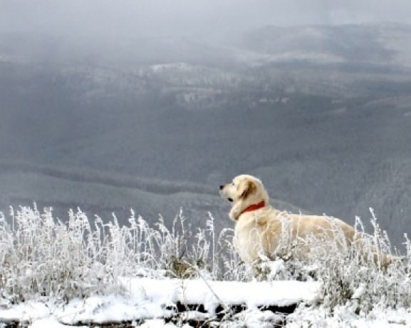 Dog outside on snow