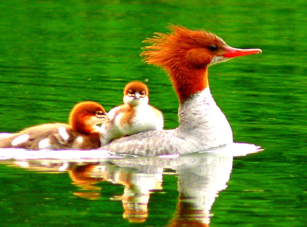 Merganser Family